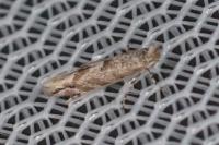 Phyllonorycter comparella