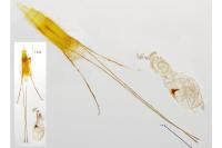 Blastobasis glandulella