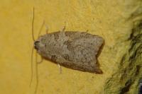 Eana incanana