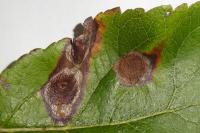 Leucoptera malifoliella