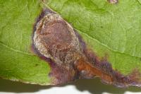 Leucoptera malifoliella
