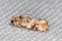 Lobesia botrana