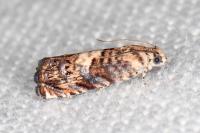 Pammene gallicolana