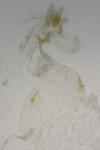 Ancylis achatana