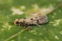 Tinea basifasciella