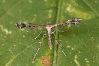 Stangeia siceliota