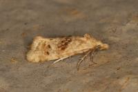 Cochylimorpha straminea