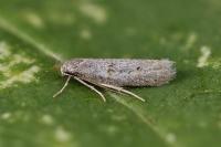 Symmocoides oxybiella