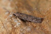 Telphusa cistiflorella