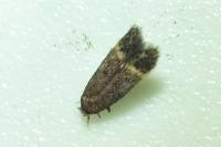 Pragmatodes melagonella