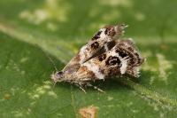 Tebenna micalis