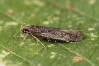 Telphusa cistiflorella