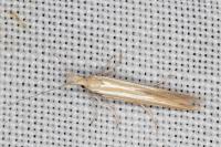 Coleophora kautzi