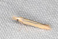Coleophora kautzi