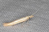 Coleophora kautzi