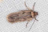 Depressaria zelleri