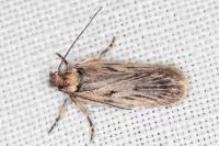 Depressaria zelleri