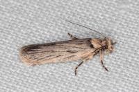 Depressaria zelleri
