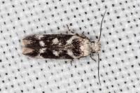 Caryocolum leucothoracellum