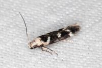Caryocolum leucothoracellum