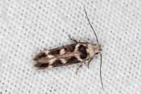 Caryocolum leucothoracellum