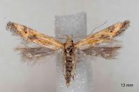Metzneria artificella