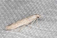 Coleophora dianthi