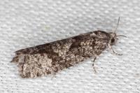 Zeiraphera griseana