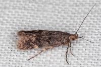 Prolita solutella