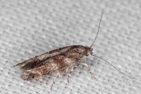 Exoteleia dodecella