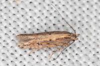 Scrobipalpa artemisiella