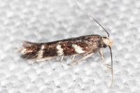 Oxypteryx wilkella