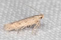 Scrobipalpula