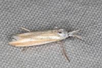 Coleophora valesianella