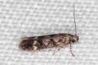 Caryocolum viscariellum