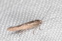 Scythris dissimilella