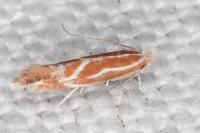 Phyllonorycter corylifoliella