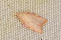 Carcina quercana