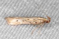Metzneria paucipunctella