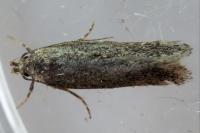 Stomopteryx
