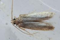 Stomopteryx