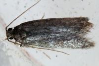 Stomopteryx