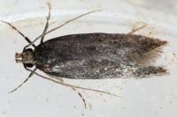 Stomopteryx