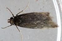 Stomopteryx