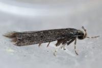 Stomopteryx