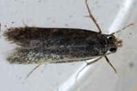 Stomopteryx
