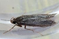 Stomopteryx