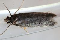 Stomopteryx