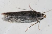 Stomopteryx