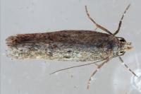Stomopteryx